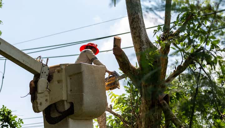 Tree care and maintenance services in Little Rock