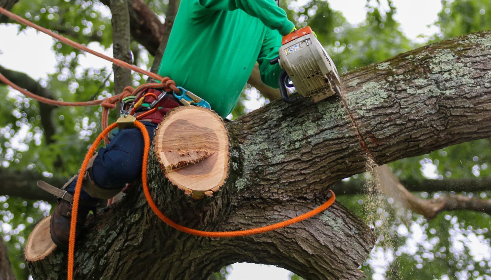 Relax with Little Rock best tree removal.