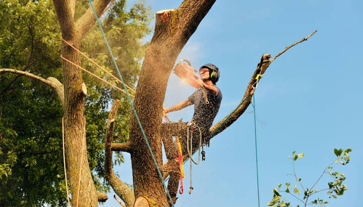 Little Rock tree removal experts solve tree issues.