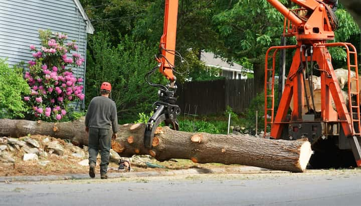 Local partner for Tree removal services in Little Rock