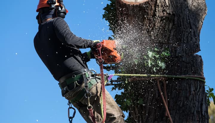 Professional Tree removal solutions in Little Rock